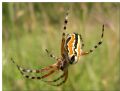 Aculepeira armida
